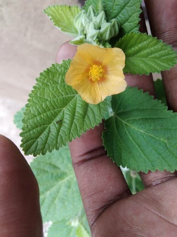 Sida cordifolia 18