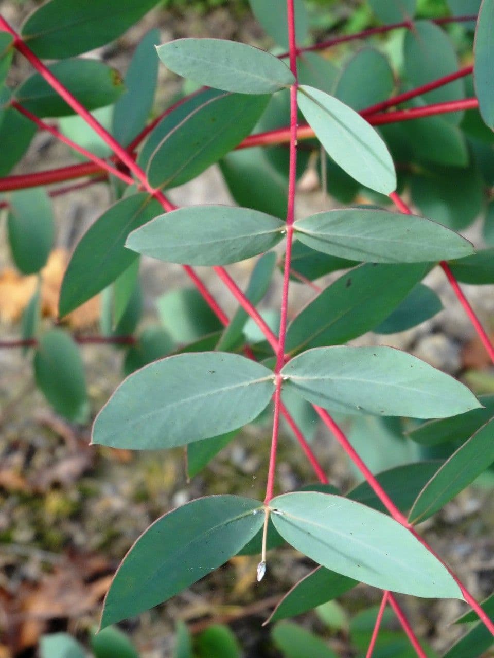 Kandelrinden-Eukalyptus 5