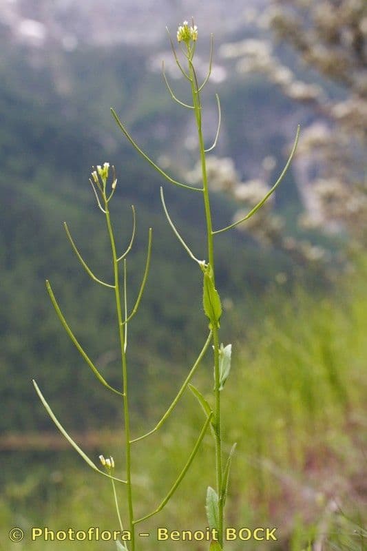 Arabis nova 19
