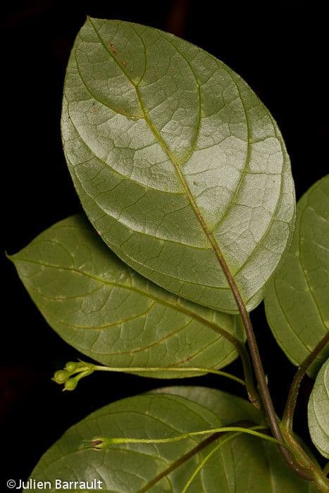 Depanthus pubescens