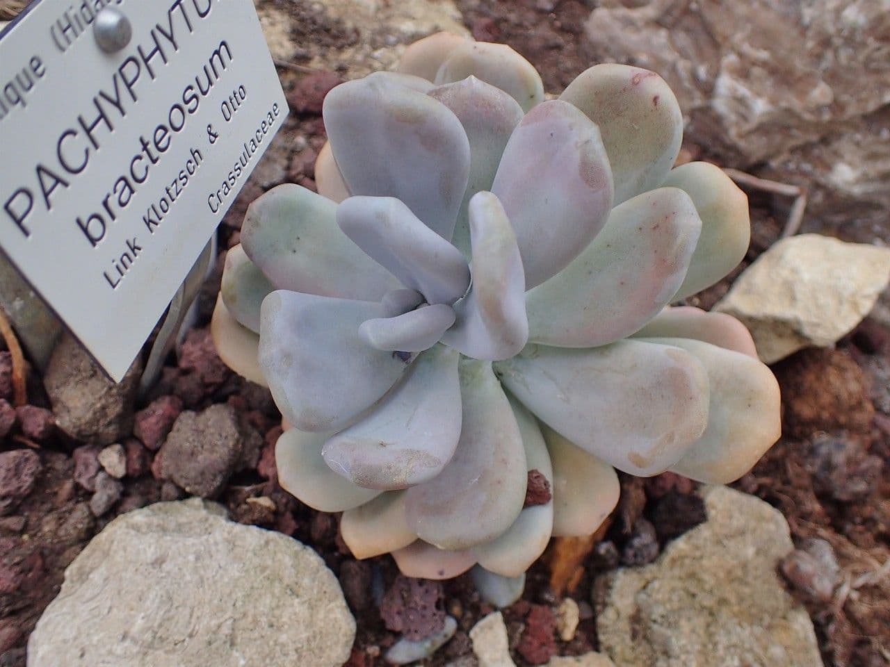 Pachyphytum 10