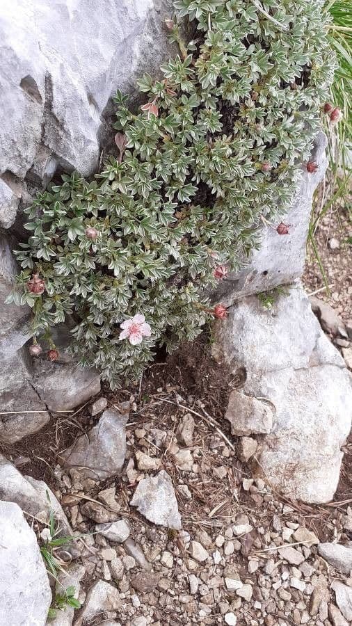 Potentilla lucida 11
