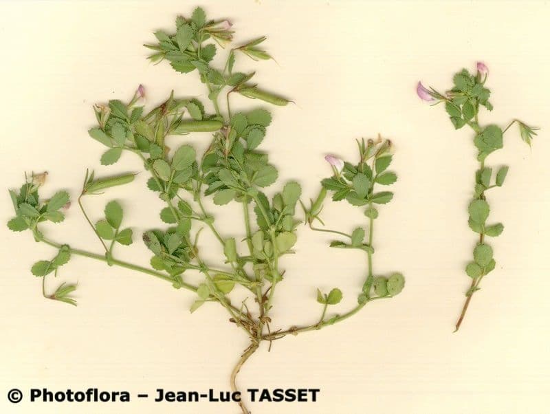 Hlístnik 4