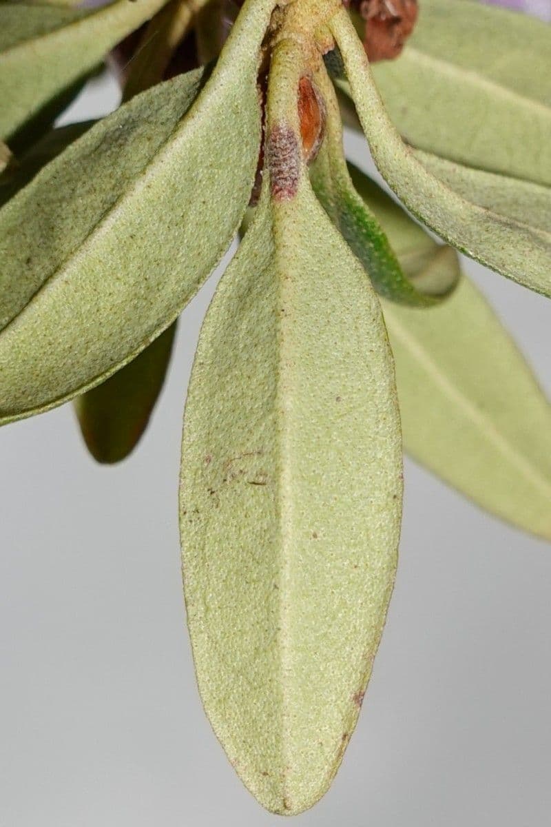 Rododendro 16