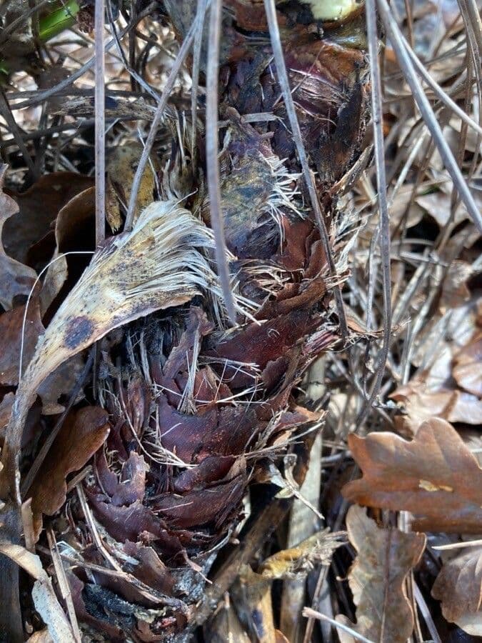 Schopf-Yucca 21