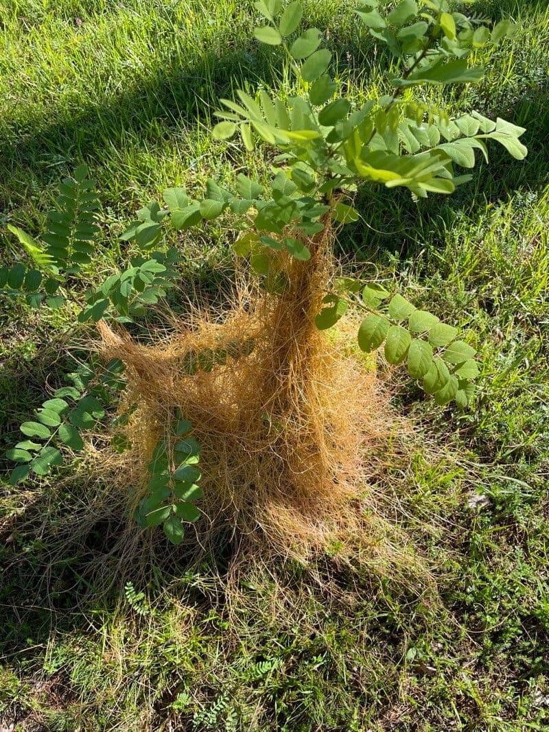 Cuscuta delle saline 16