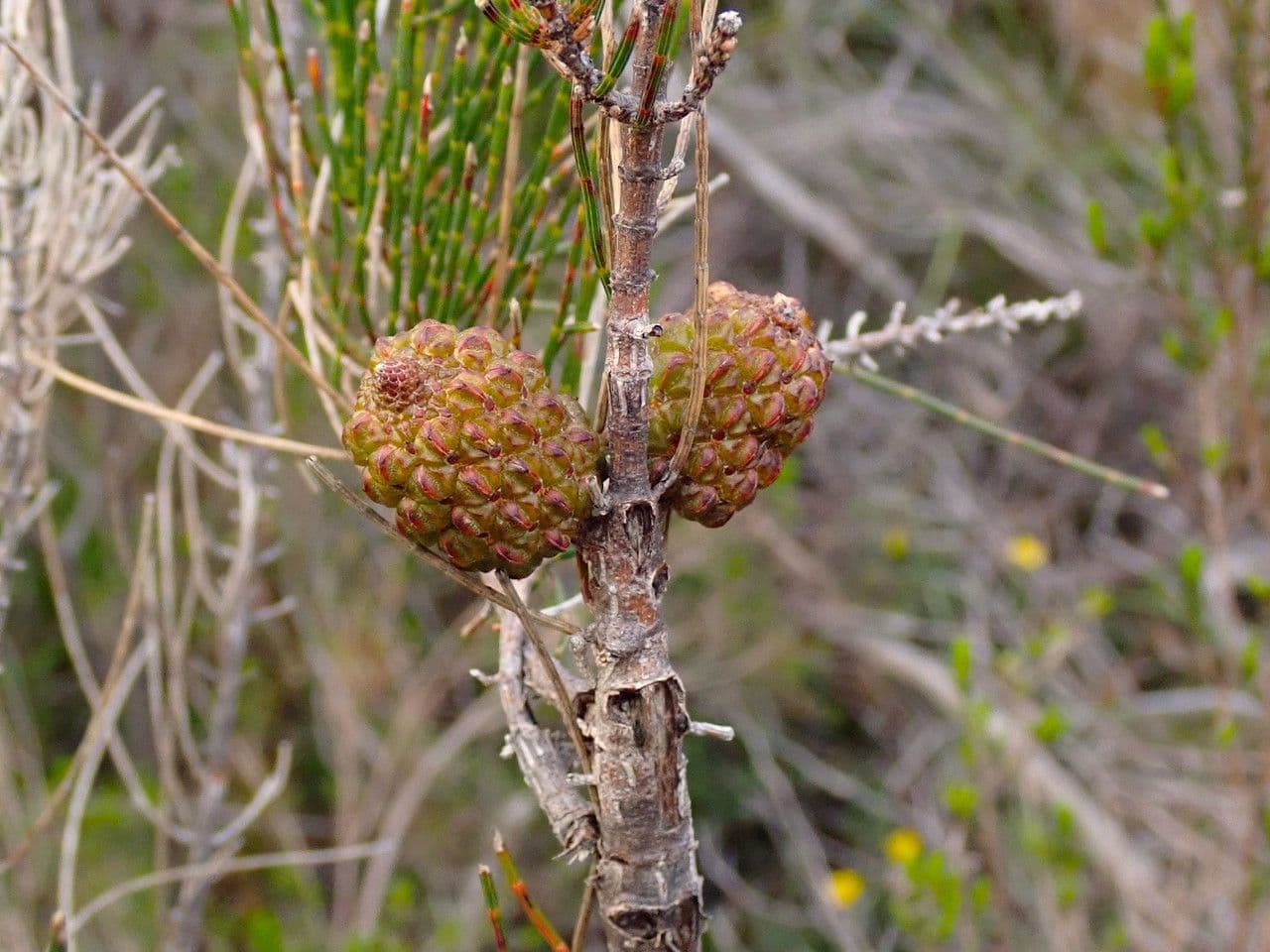 Allocasuarina di Mueller 4