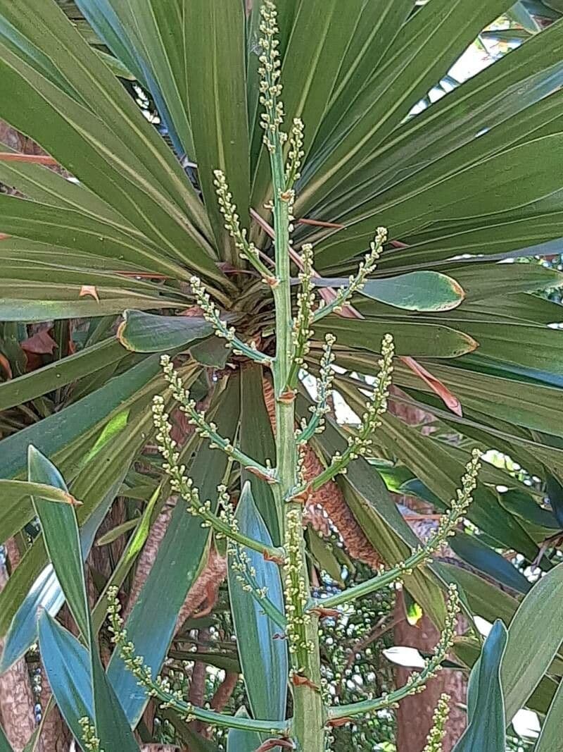 Dracaena