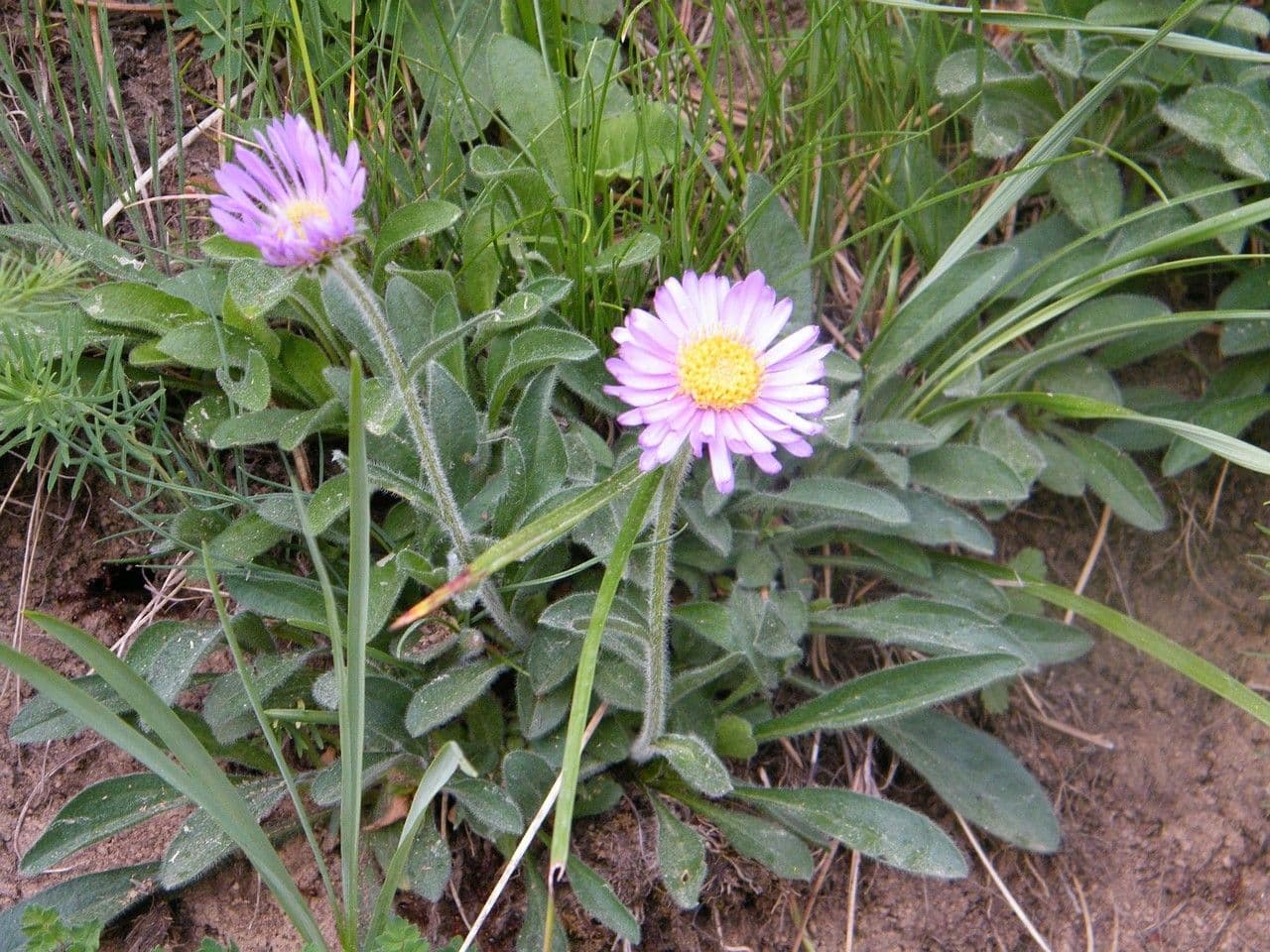 Alpen-Aster 25