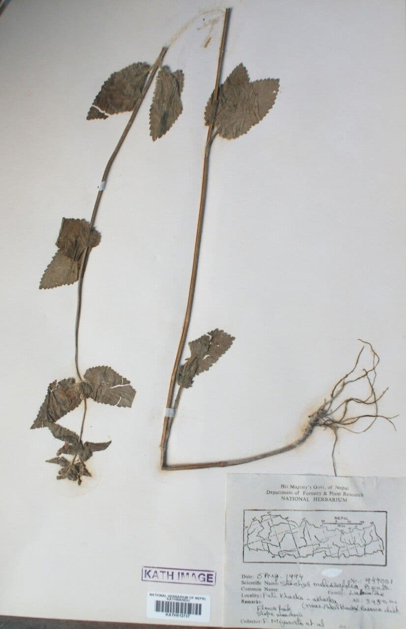 Stachys 10