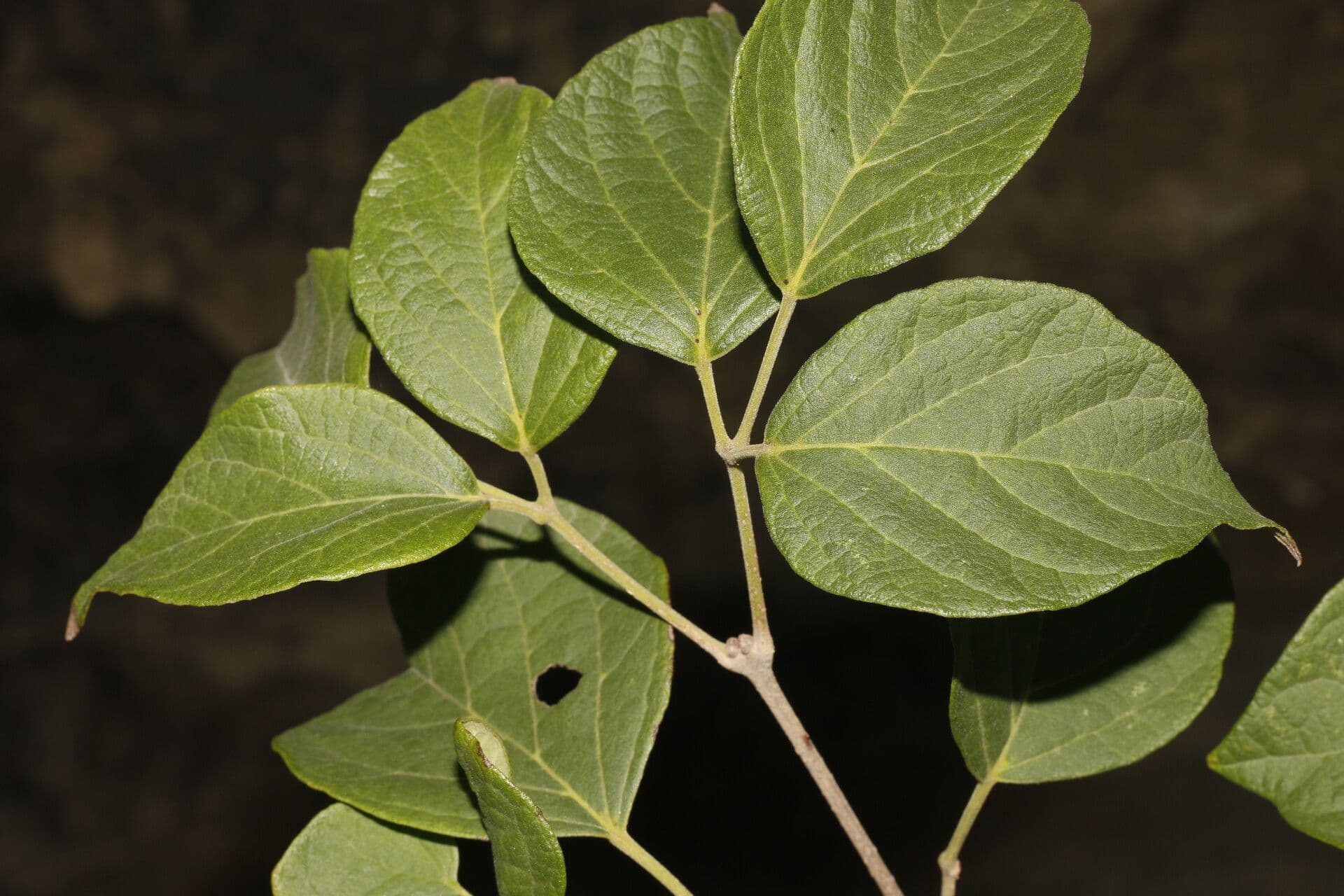 Fridericia 7