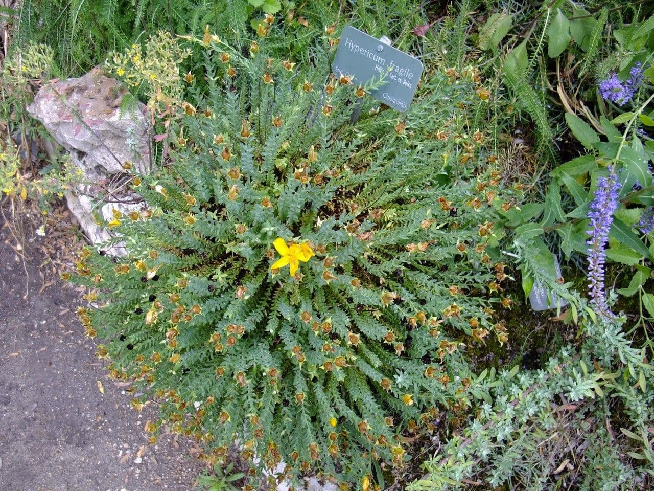 Millepertuis fragile 5