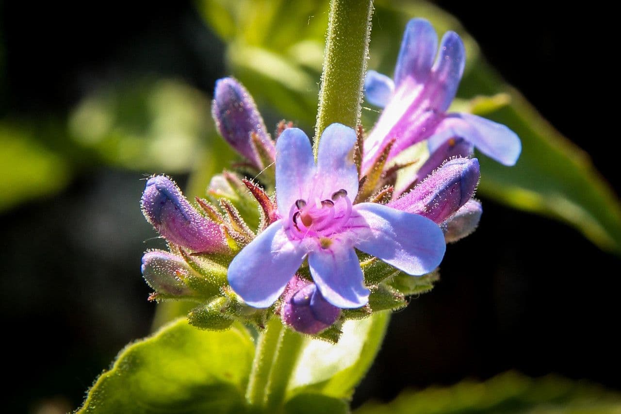 Penstemon 5