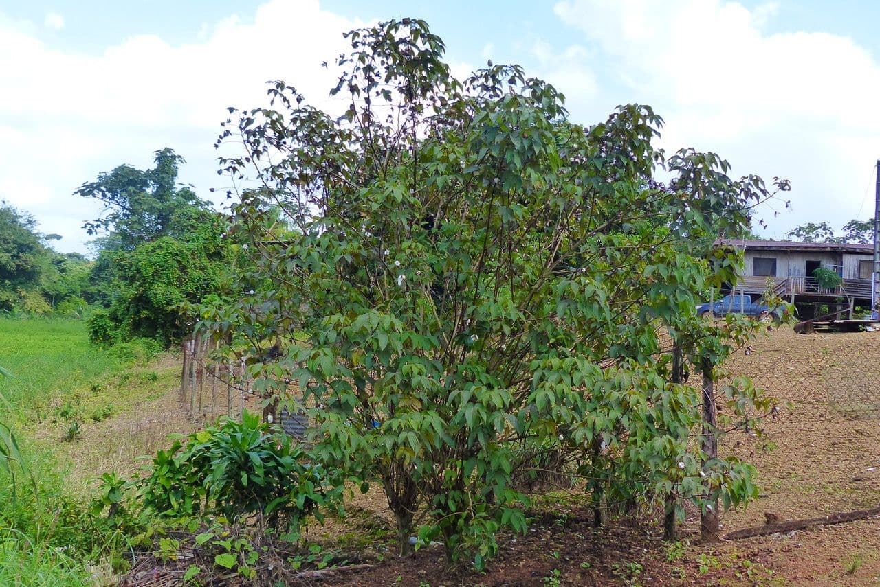 Baumwollbaum 13