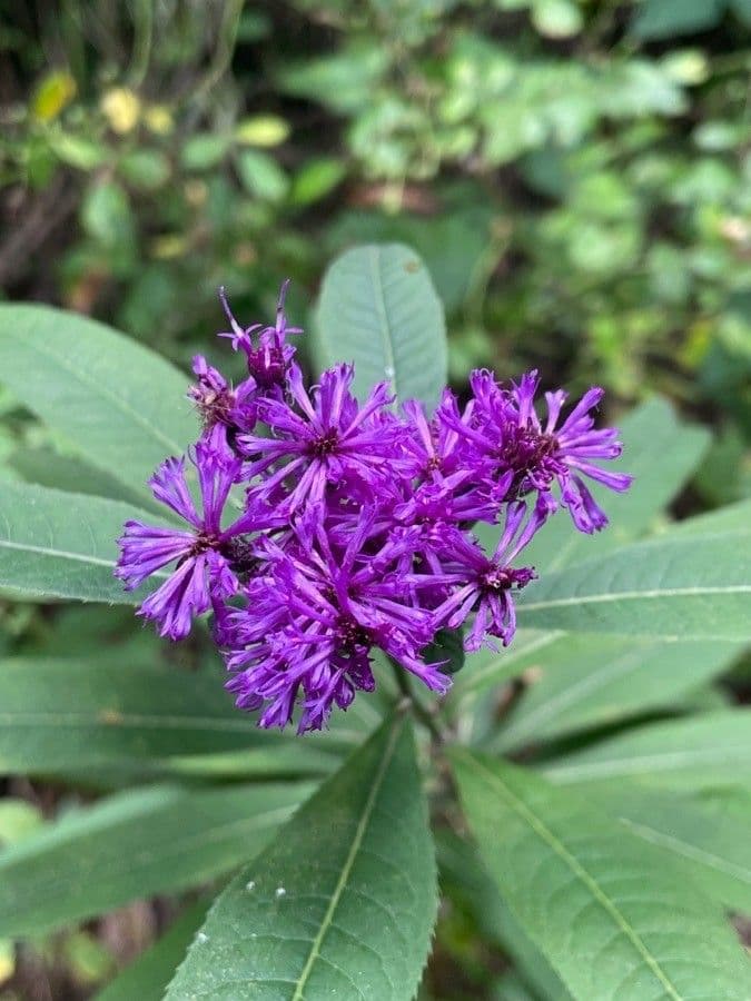 Vernonia di Baldwin 5