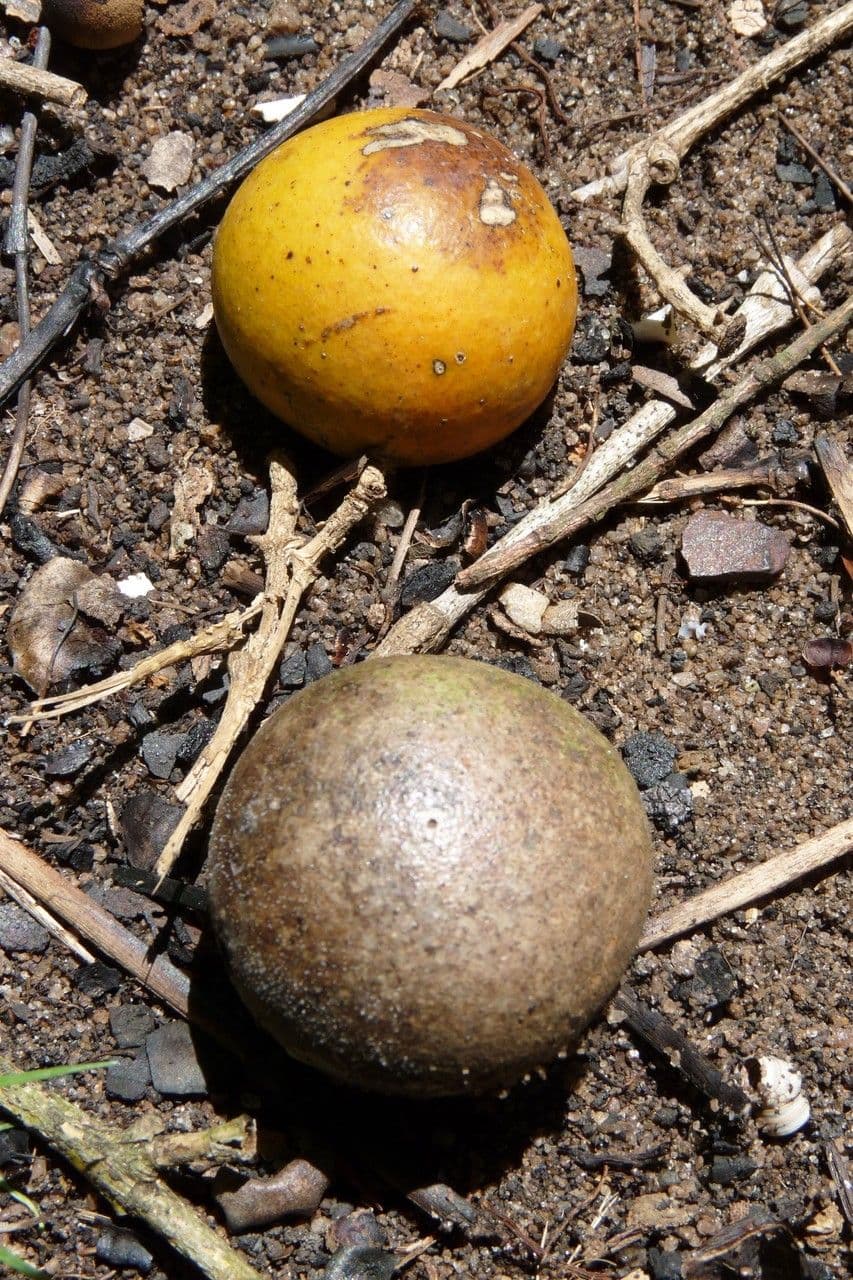 Strychninetree