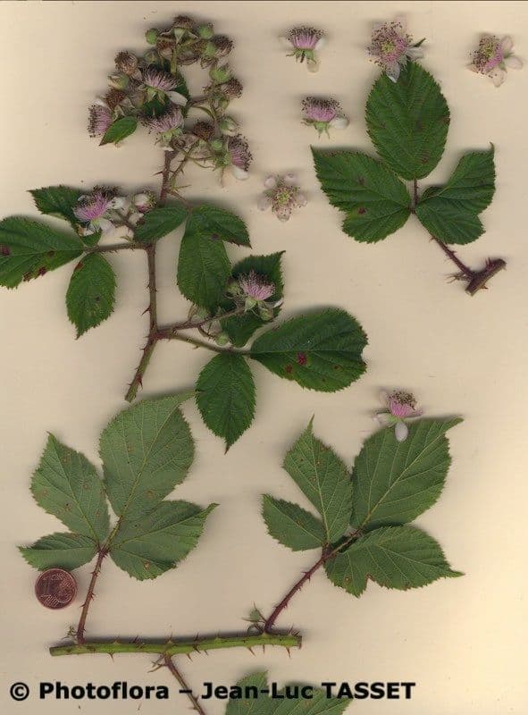 Rovo scuro 2