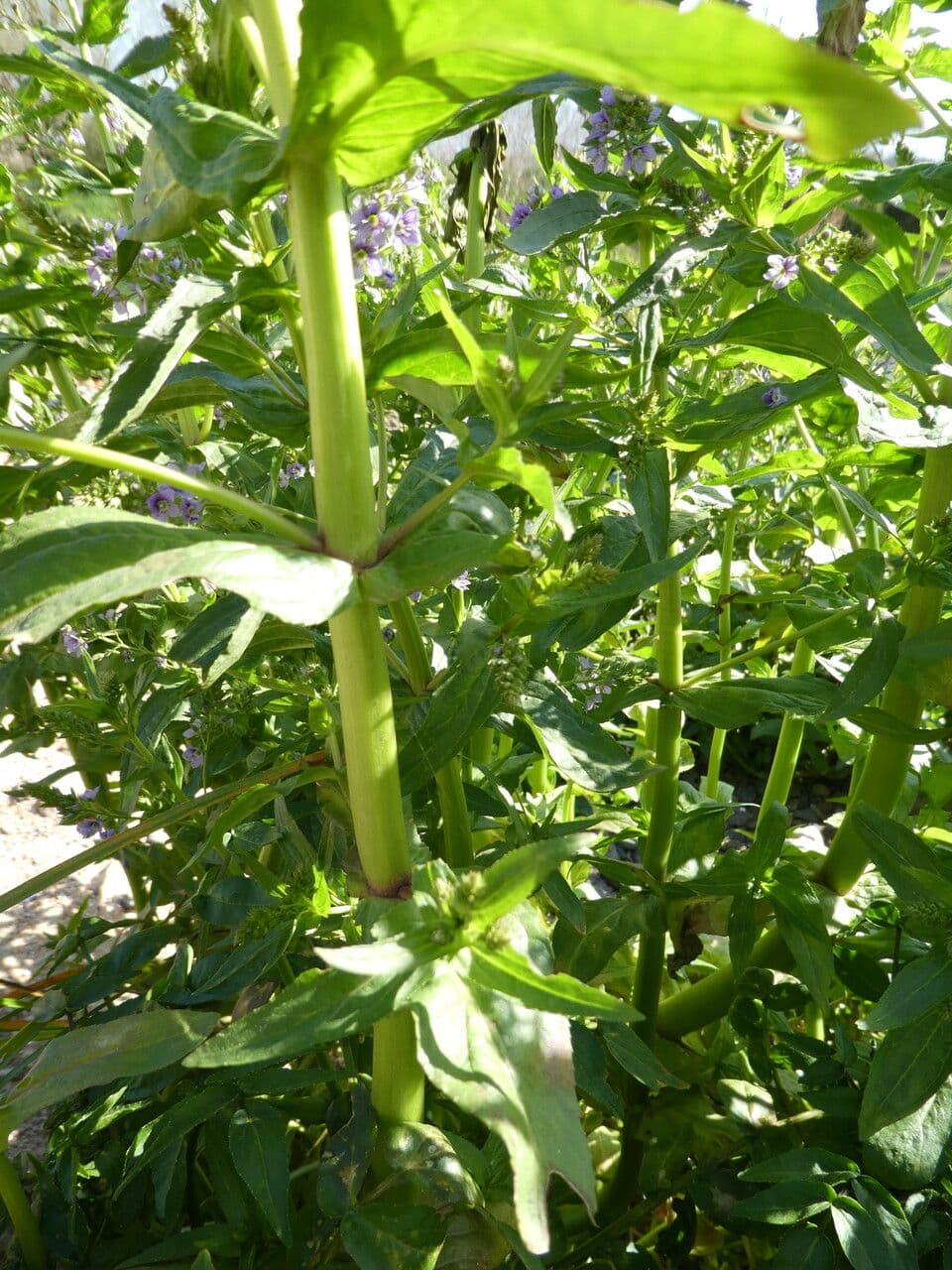 Veronica acquatica 23