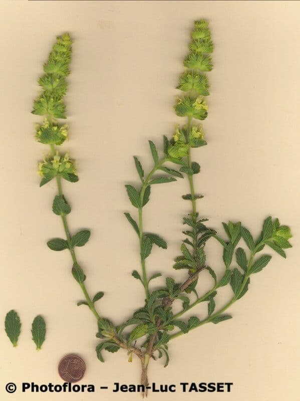 Sideritis 5