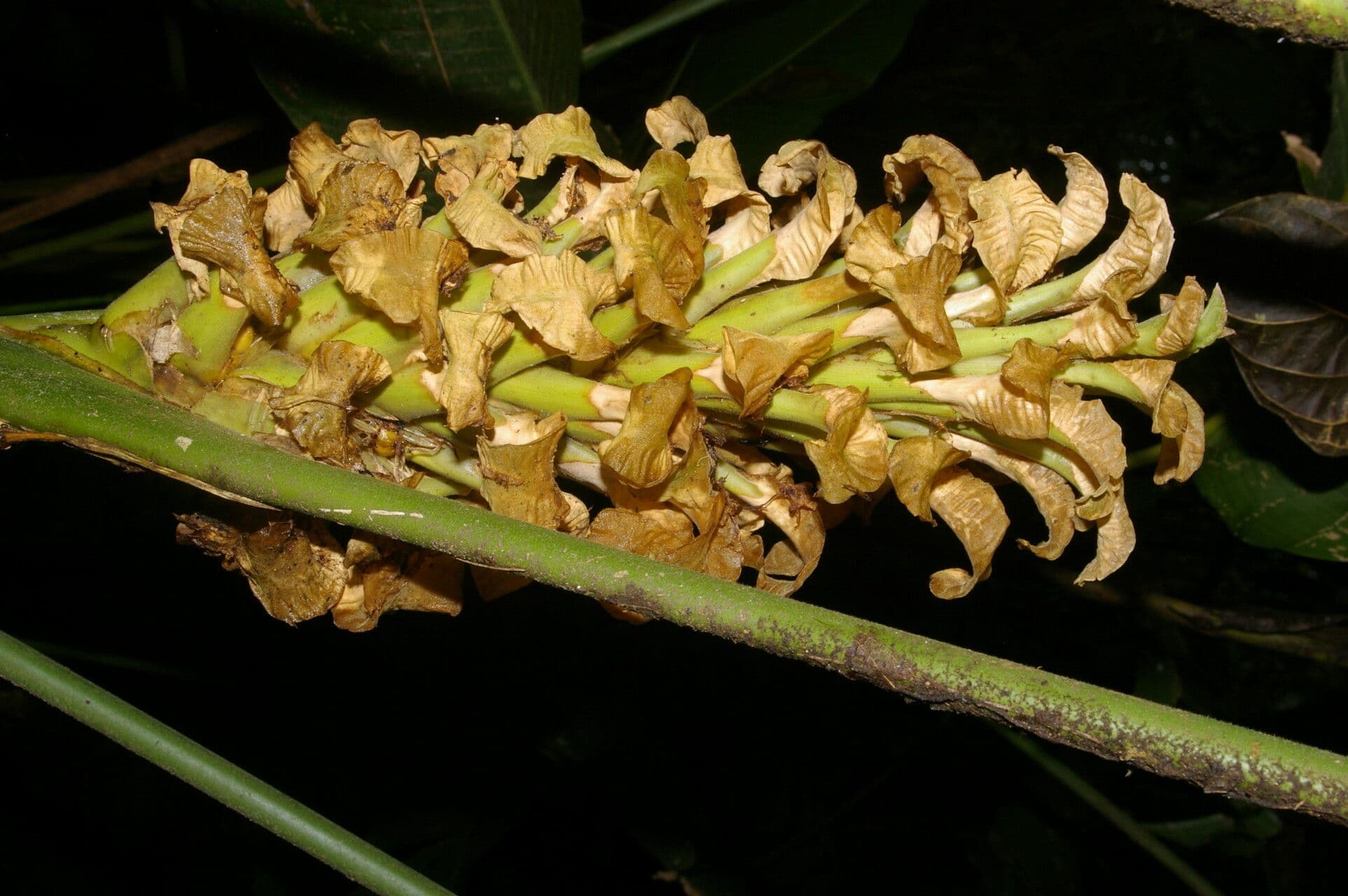 Calathea 2
