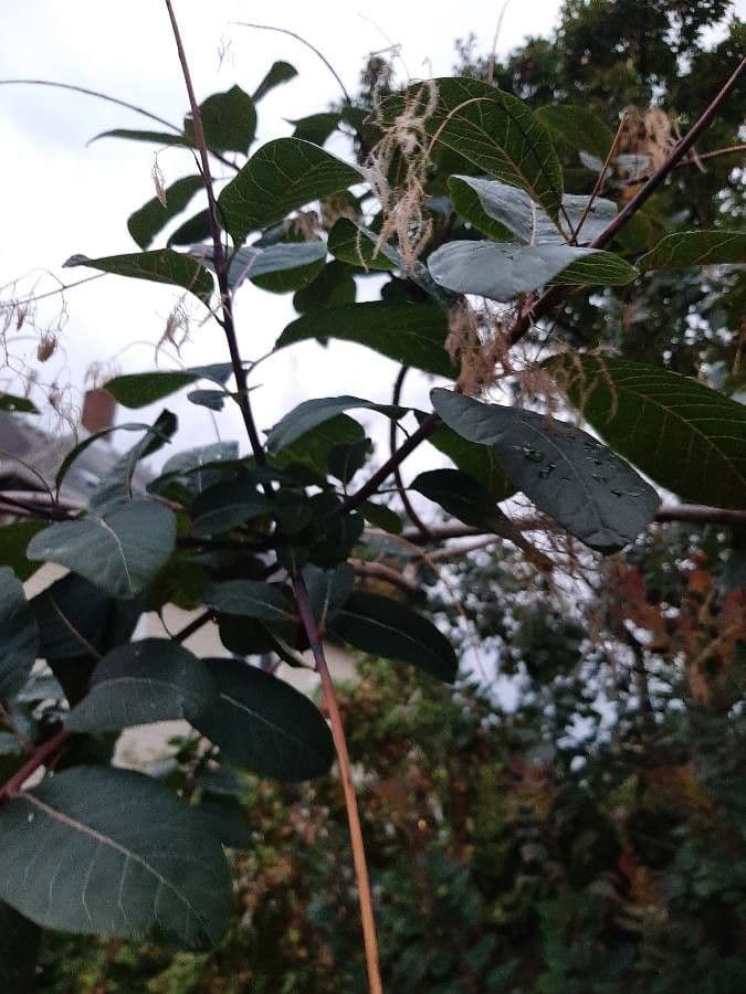 Albero dei piumini 3