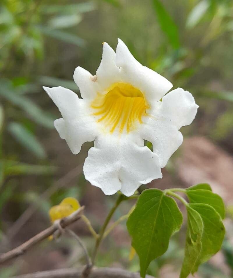 Amphilophium 10