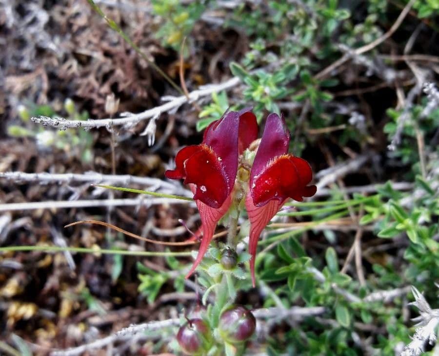 Linaria