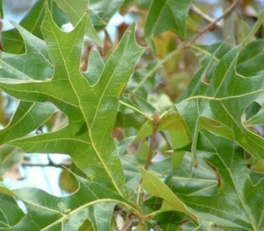 Roble 3