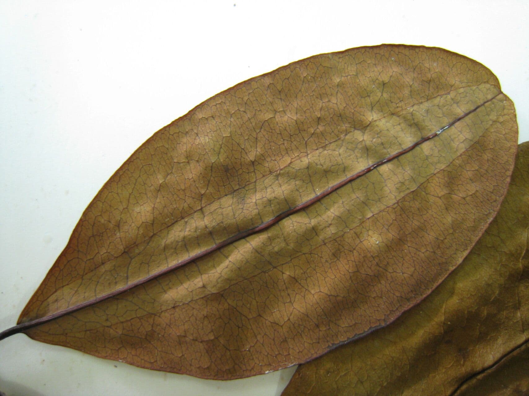 Erythroxylum 2
