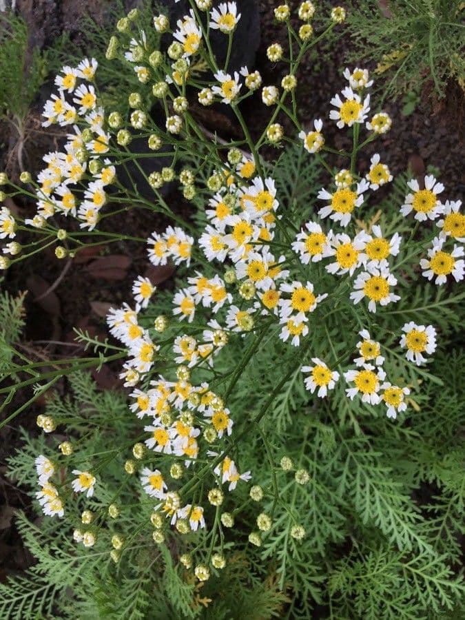 Gonospermum