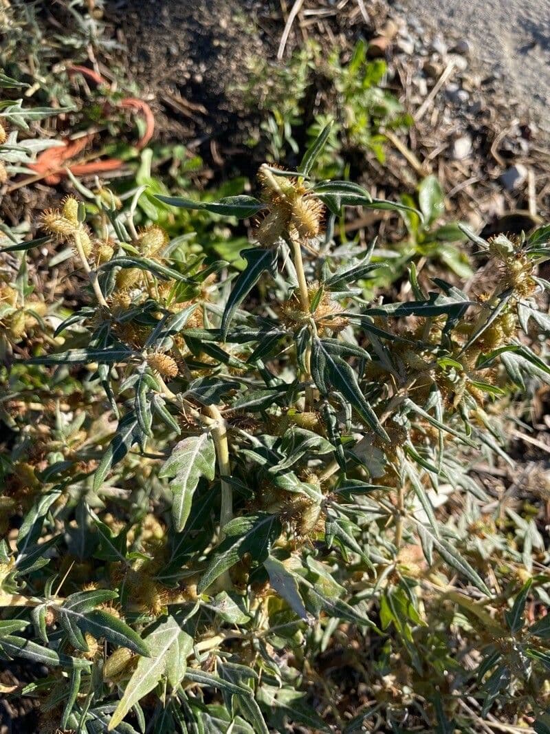 Lappola spinosa 14
