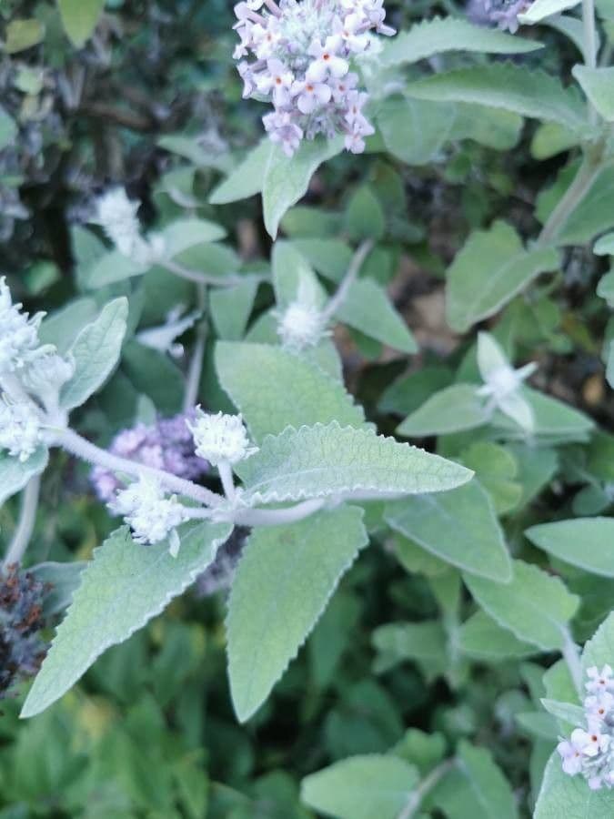 Albero delle farfalle 9