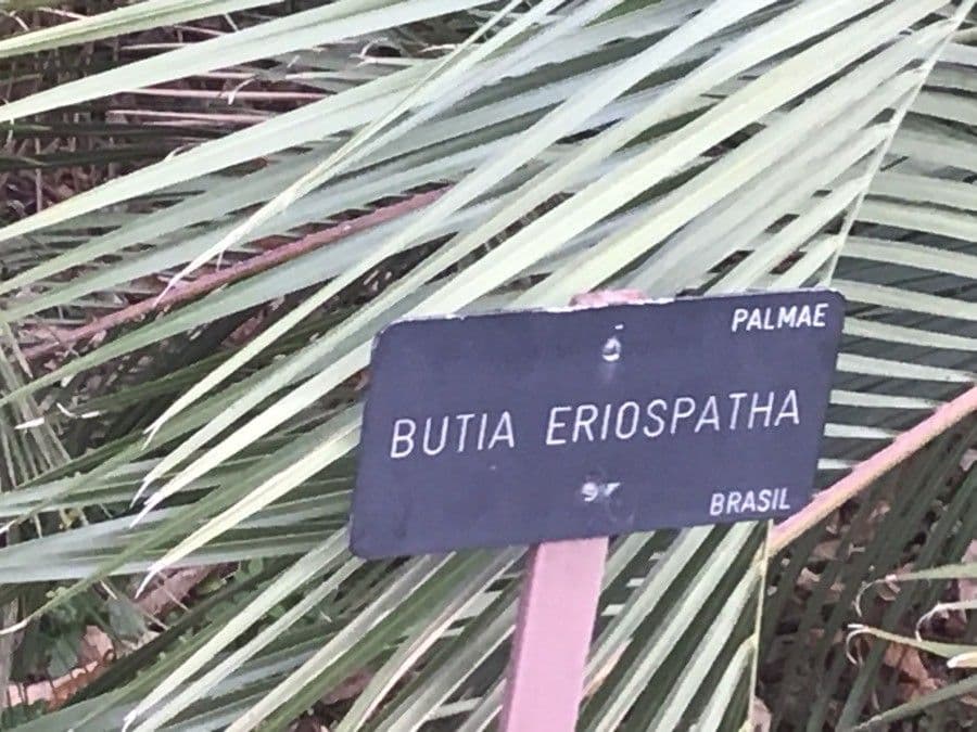 Butia 3