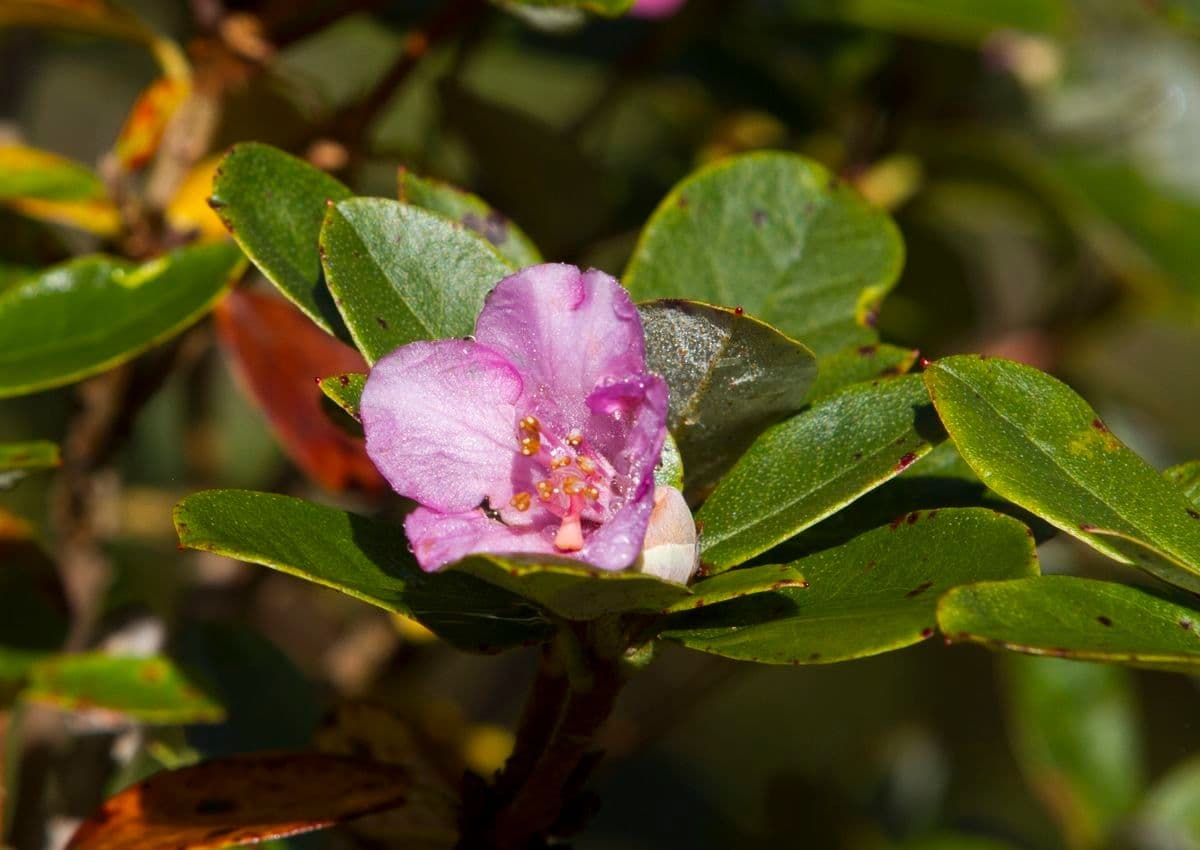 Rododendro 4