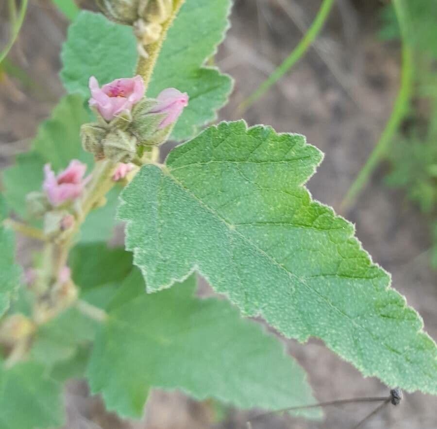 Sphaeralcea 10