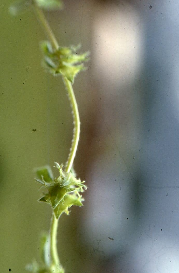 Lappola aspera 5