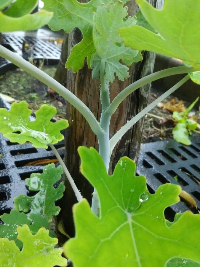 Macleaya 28