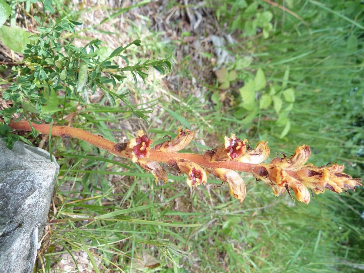 Orobanca variegata 7