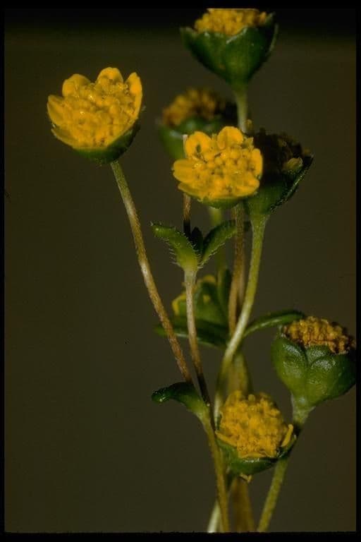 Lasthenia californica 8