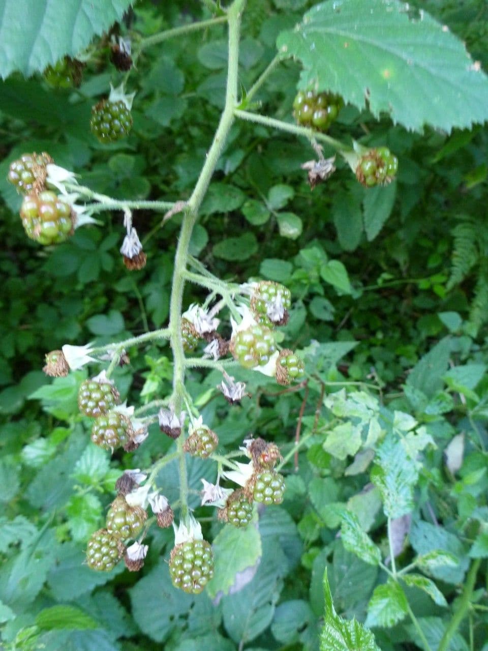 Großährige Brombeere 5