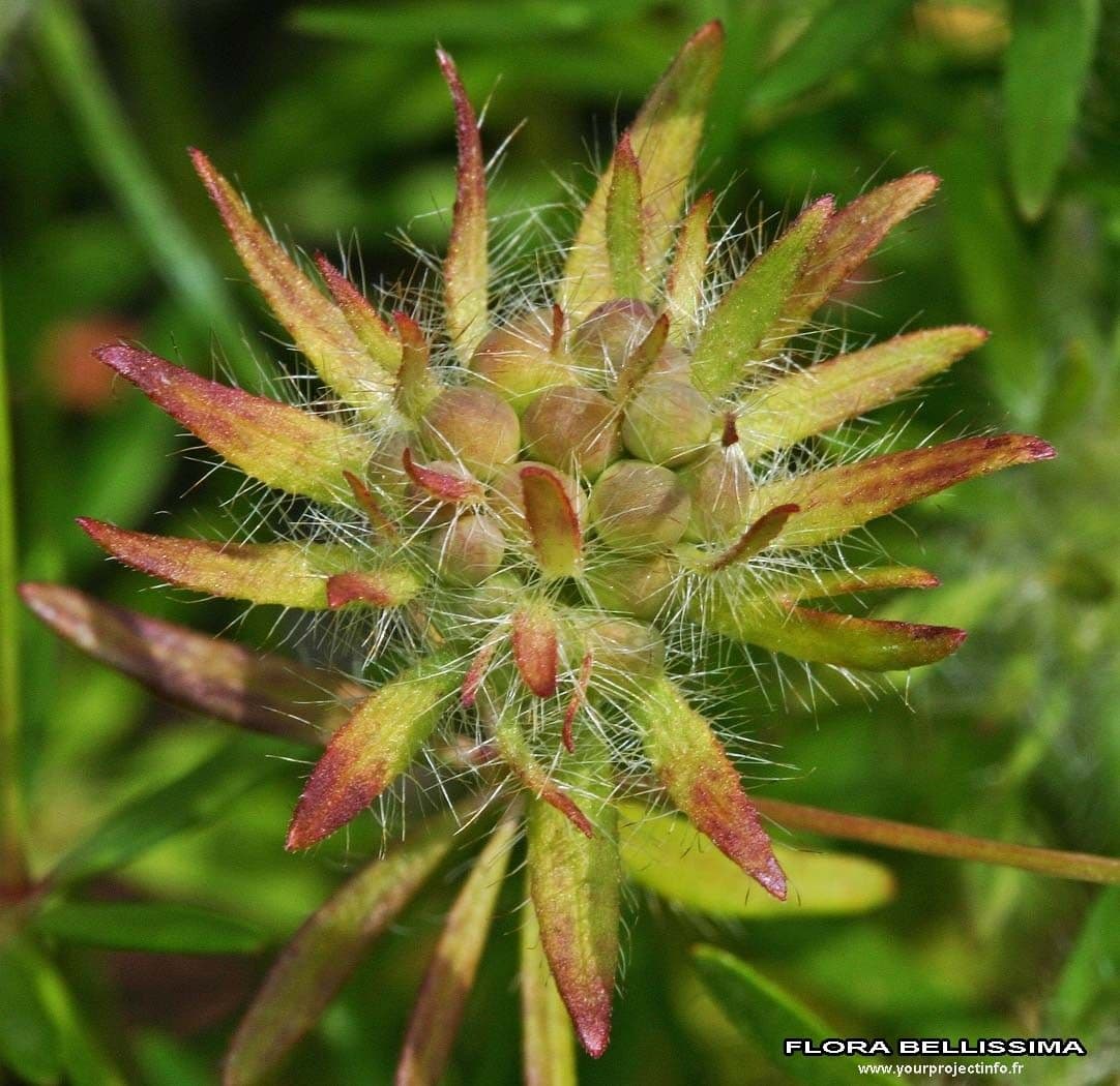 Asperula 2