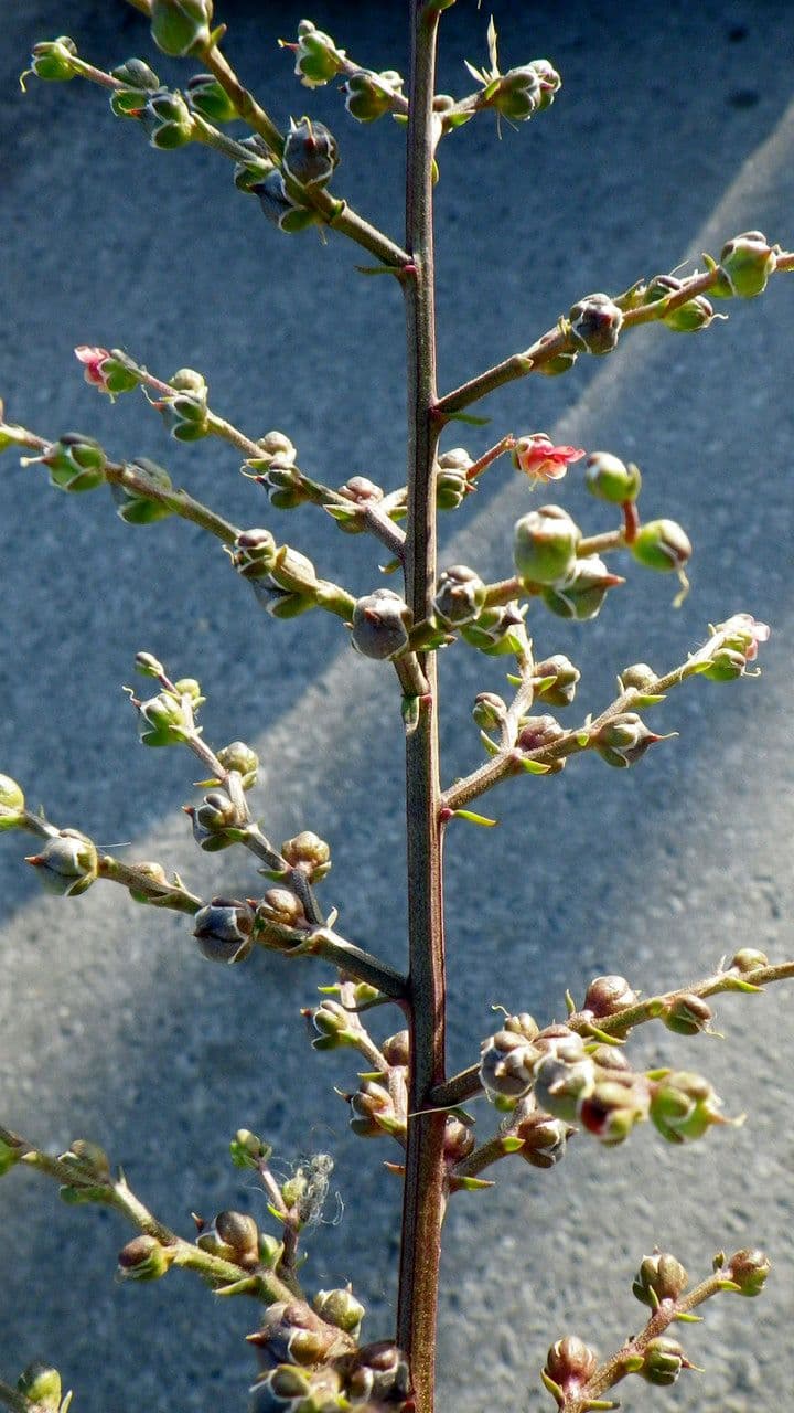 Scrofularia lucida 16