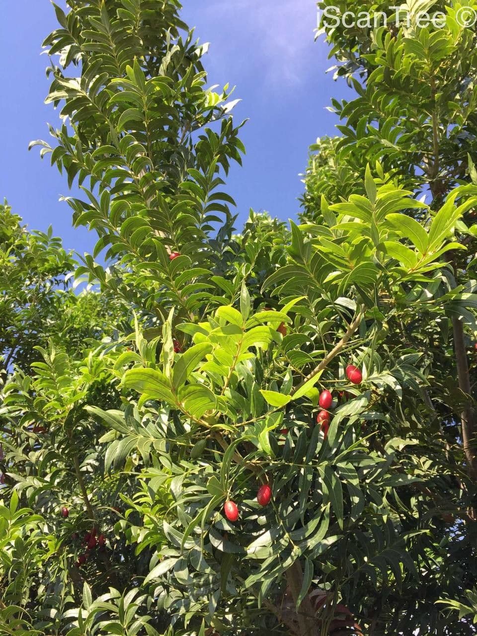 Kafferpflaume 11