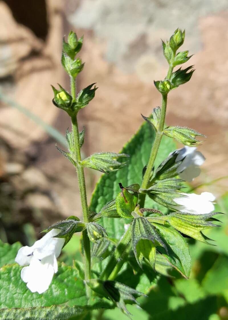 Lepechinia 4