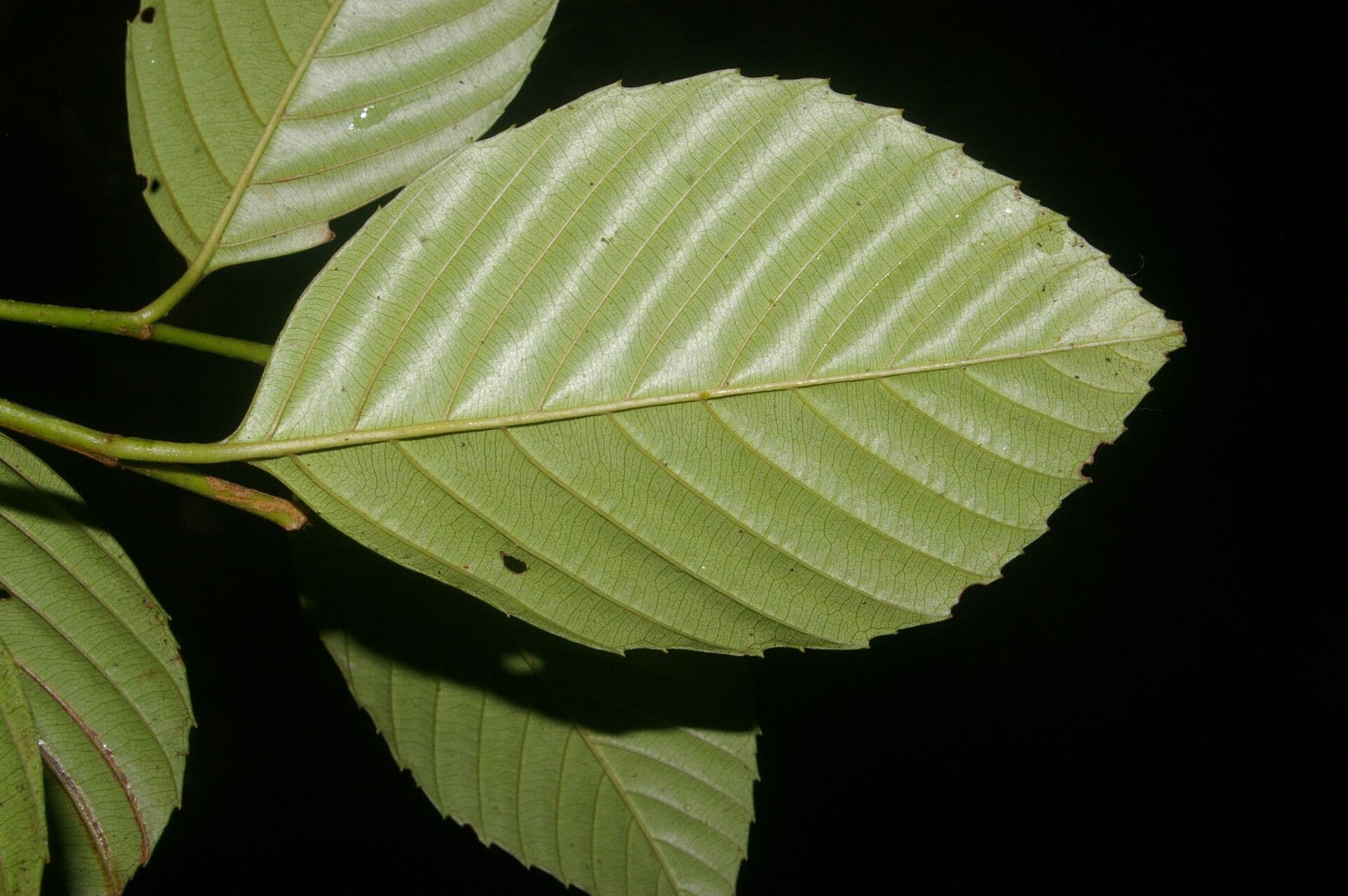 Ticodendron 9
