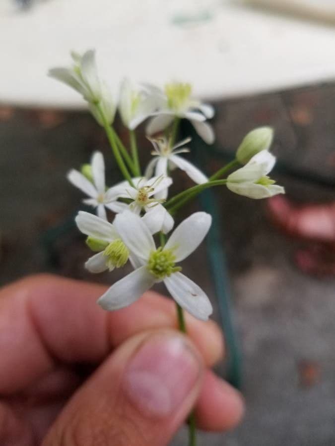 Clematis recta 6