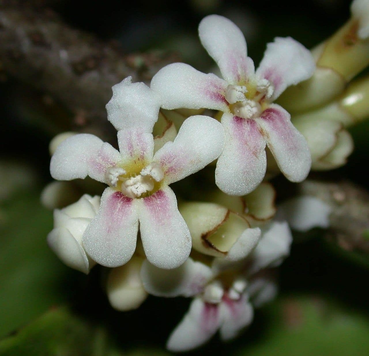 Schlegelia parviflora 9
