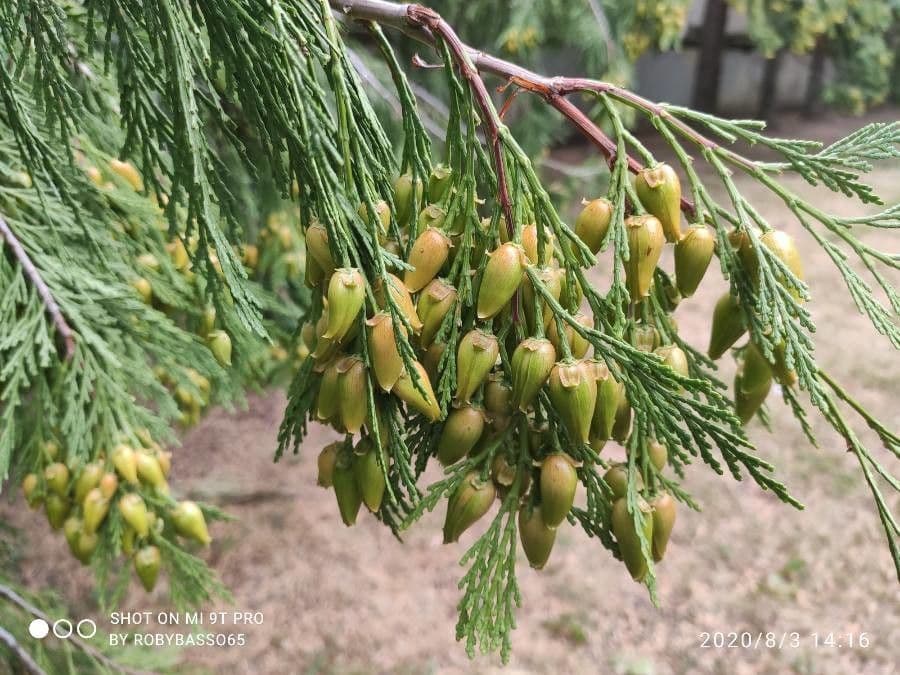 Thuja 3