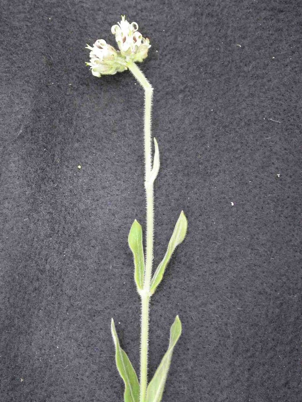 Oxypetalum 6