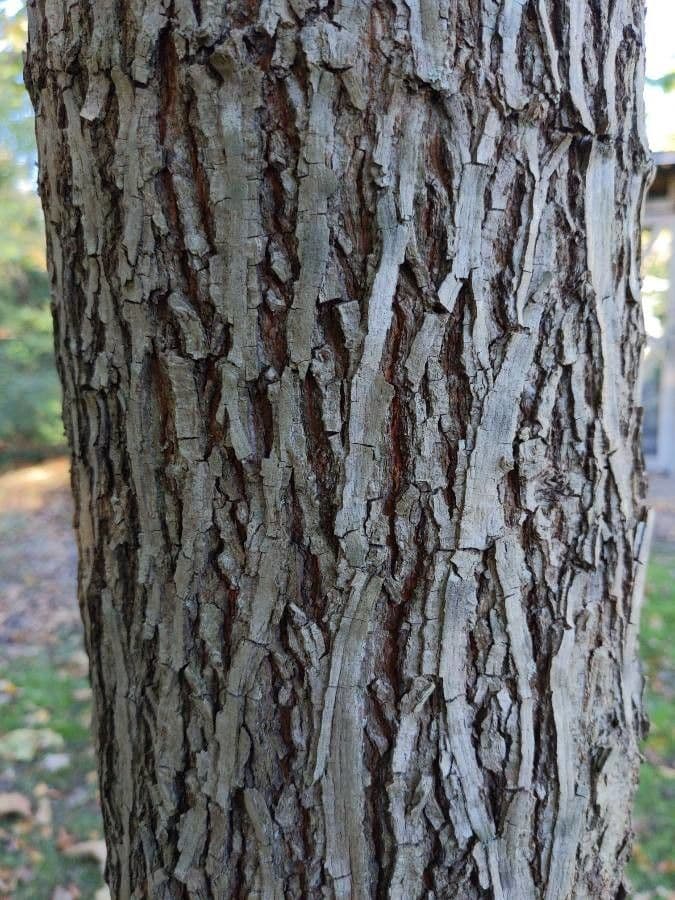 Glatter Hickory 23
